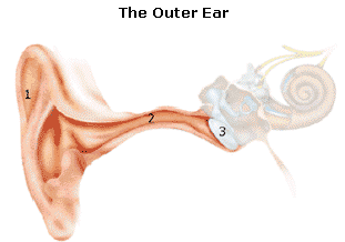 外耳